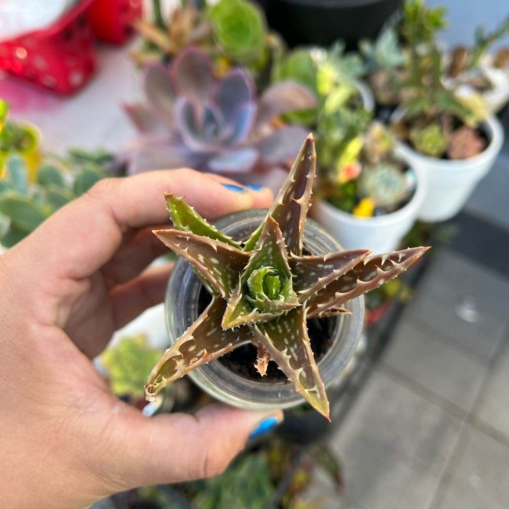 Mini succulent #2